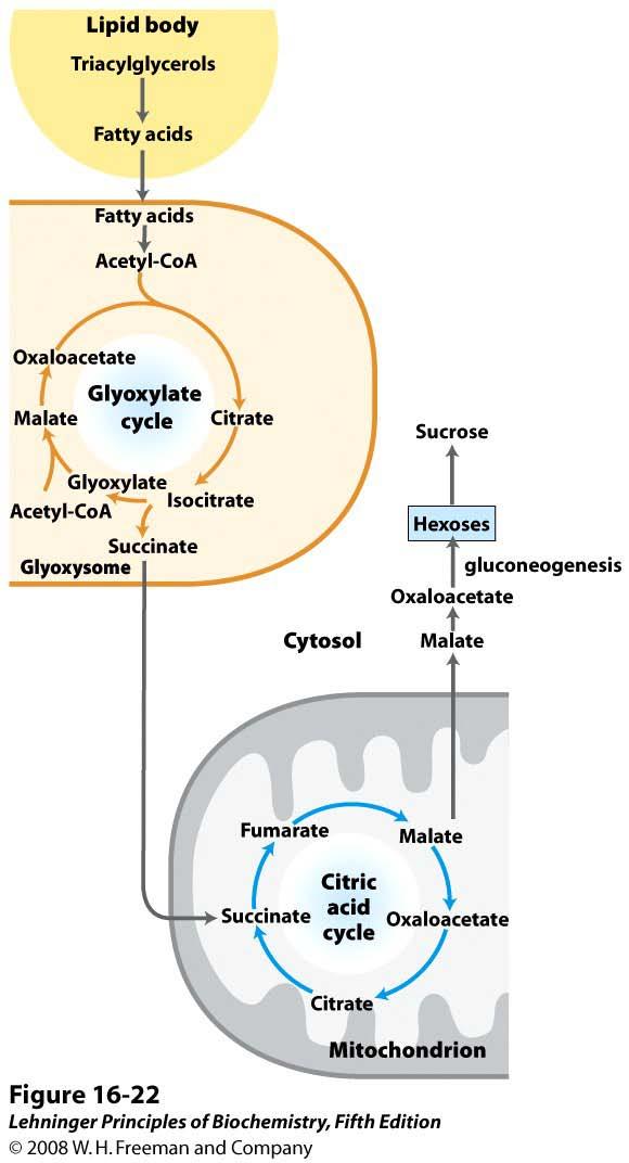The citric acid cycle and the glyoxylate cycles are coordinately regulated.