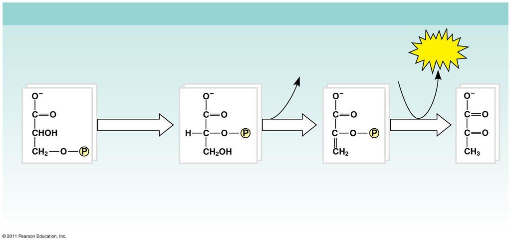 Glycolysis: Energy Payoff Phase 2 2 2 H 2 O 2 2 ADP 2 ATP 2 3-Phosphoglycerate