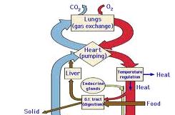 Functions of the Circulatory System If you have access to a