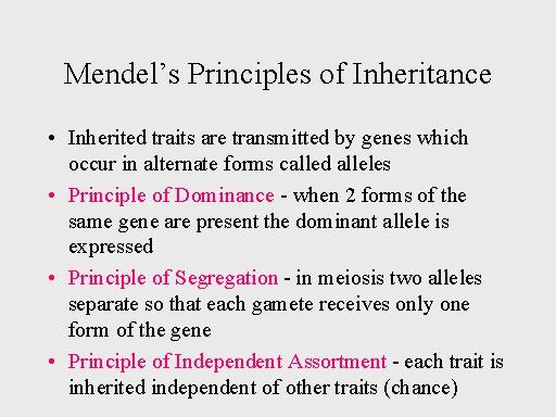 - his Law of Independent Assortment... = The factors inherited for one trait have no influence on what factor you d inherit for another trait.