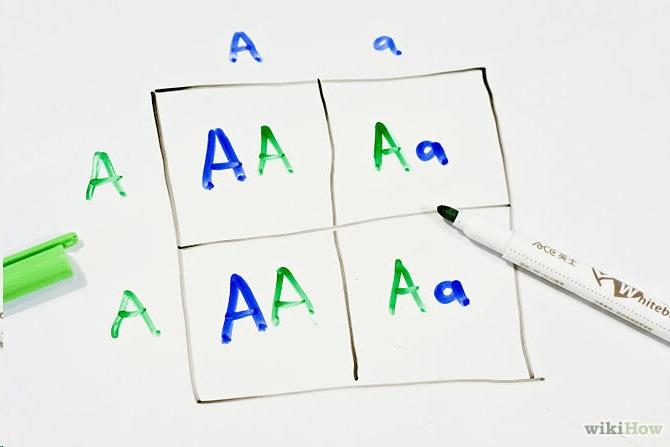 Completing Punnett Squares Correctly Punnett squares are diagrams used to A. Predict the results of a particular cross...what are the genotypes of the offspring, and their phenotypes? B.