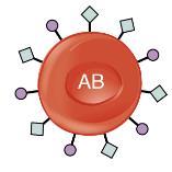Blood types A and B are both dominant phenotypes, while type O is a recessive phenotype.