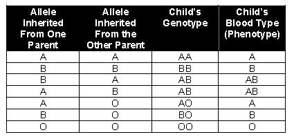 AB, A, B, O type blood A and B genes are co-dominant if both an A and B allele are inherited, both are expressed O is a recessive allele If an A or