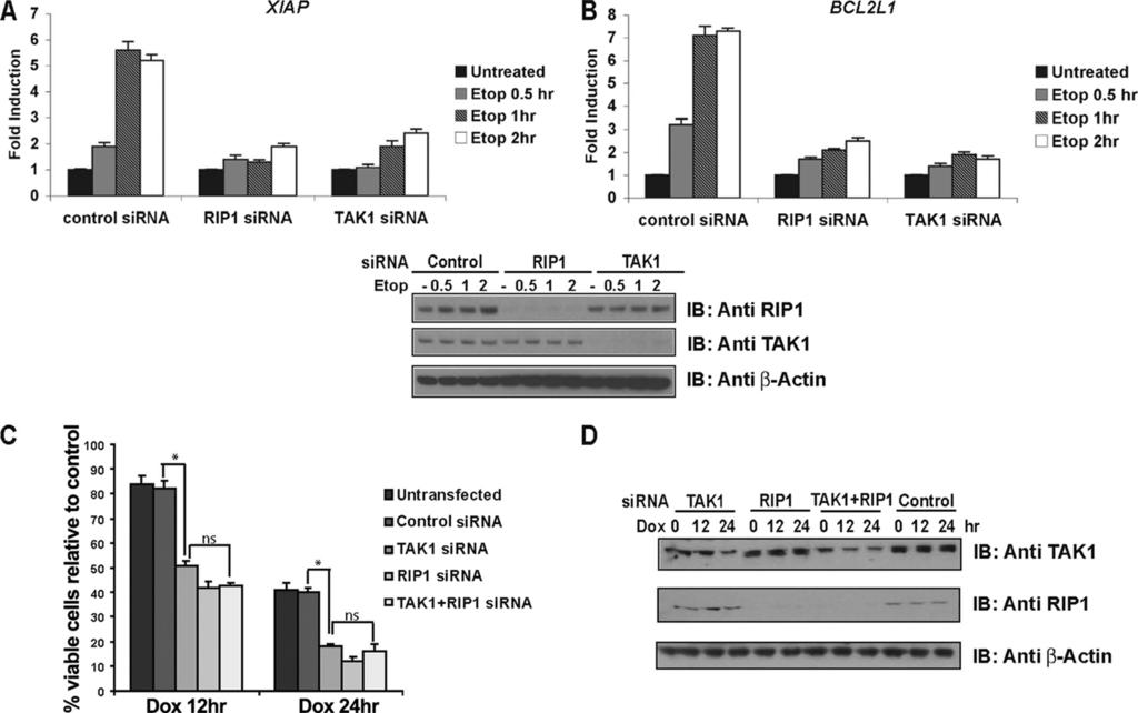 VOL. 31, 2011 RIP1 AND TAK1 PROTECT CELLS FROM DNA DAMAGE 2783 FIG. 7.