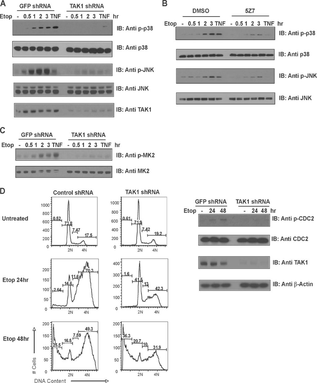2784 YANG ET AL. MOL. CELL. BIOL. FIG. 8. TAK1 mediates the p38 MAPK/MK2 checkpoint in p53-deficient human tumor cells.