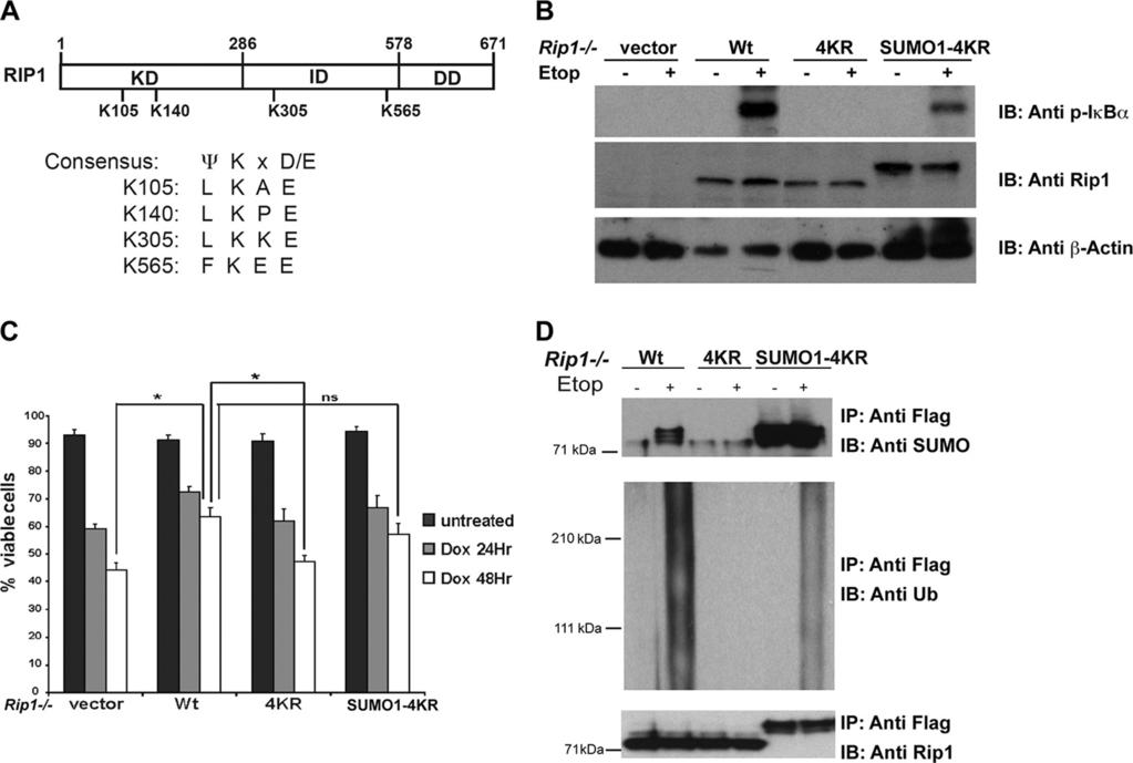 2778 YANG ET AL. MOL. CELL. BIOL. FIG. 3. The SUMO-1 modification of RIP1 mediates the NF- B response, cell survival, and ubiquitin modification of RIP1 in the DNA damage pathway.