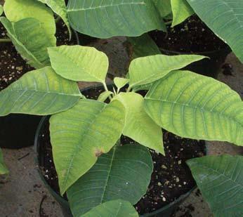 Figure 8. Sulfur deficiency results in the entire leaf turning pale yellow. This occurs at the top of the plant. Ready to grow with you. Figure 9.