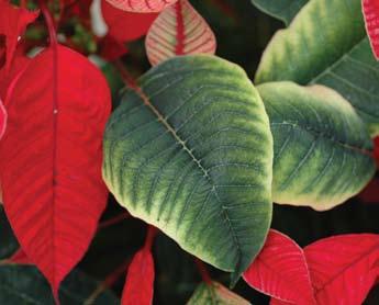 A high substrate ph can limit the availability of iron and lead to interveinal chlorosis of the upper leaves.