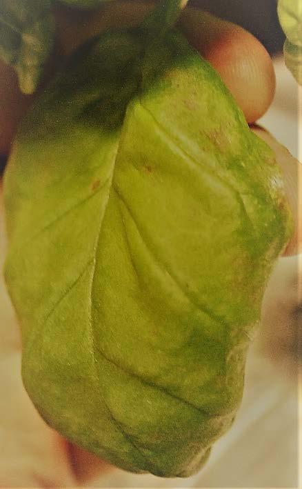 A B Figure 5. Hydroponic basil with interveinal chlorosis from iron deficiency. Notice that young leaves are affected while mature leaves are not. Photo: Tanya Merrill, Cornell University Figure 6.