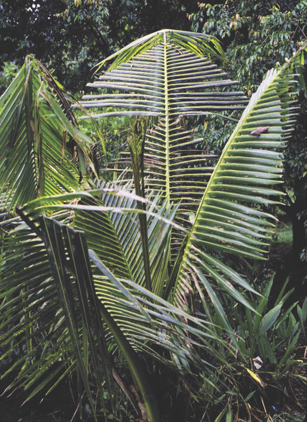 Figure 5. Multiple unopened spear leaves on a chronically B-deficient Cocos nucifera. Figure 6.