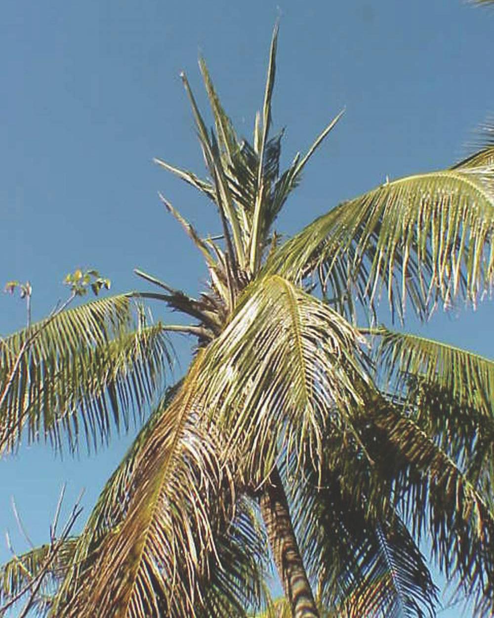 Boron-deficient Cocos nucifera showing a series of inverted V-shaped truncations on each leaf.