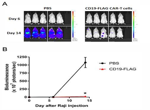 CD19-Flag CAR-T Cells Significantly Prolong Survival of Mice in Raji Leukemia Model CD19-Flag CAR-T cells block Raji tumor growth Similarly to