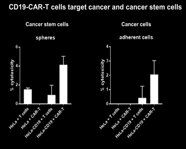 Cells CD-19-CAR-T