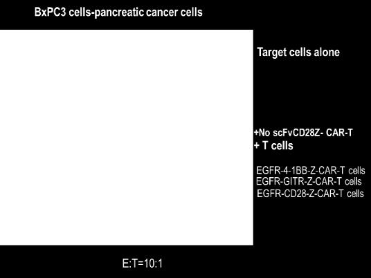 Hela-CD19 Target Cells Hela-CD19 cancer cells Target Cells