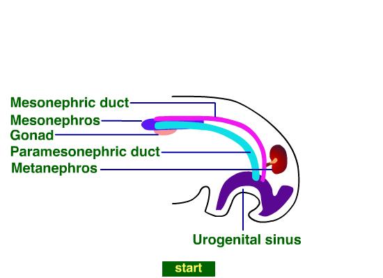 Paramesonephric Ducts" (Mullerian Ducts)" Mesonephric Ducts"