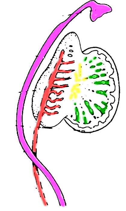 Future Ovarian" Cortex" No AMH" Mullerian ducts become" the oviducts,