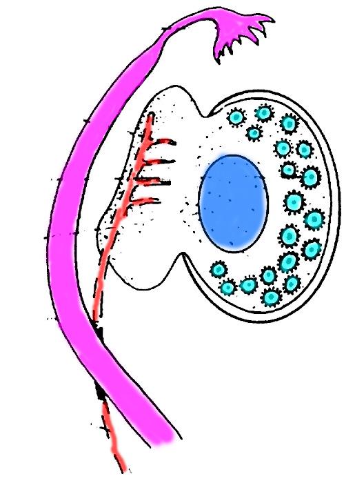 Future Ovarian" Cortex" Secondary or Cortical