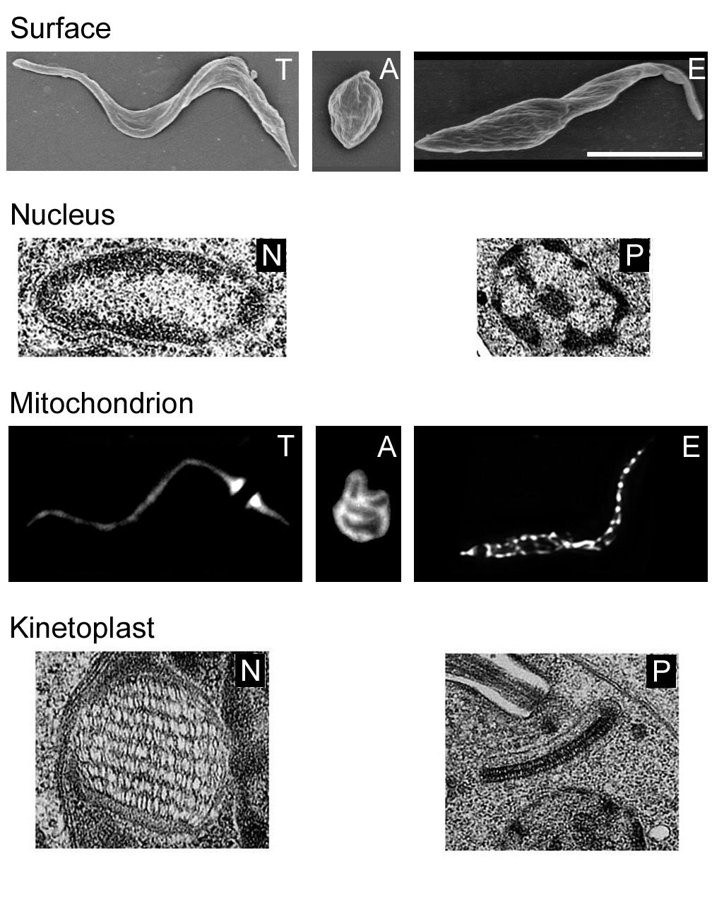 6 Tyler et al. Figure 3. Coordinate changes in morphology and organellar structure during the life cycle. Surface.