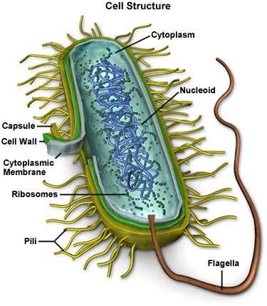 Inside a Prokaryote The cytoplasm is where cell life takes place DNA is concentrated in the nucleoid region Ribosomes make