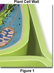 Cell Wall plant cell only Mesh of