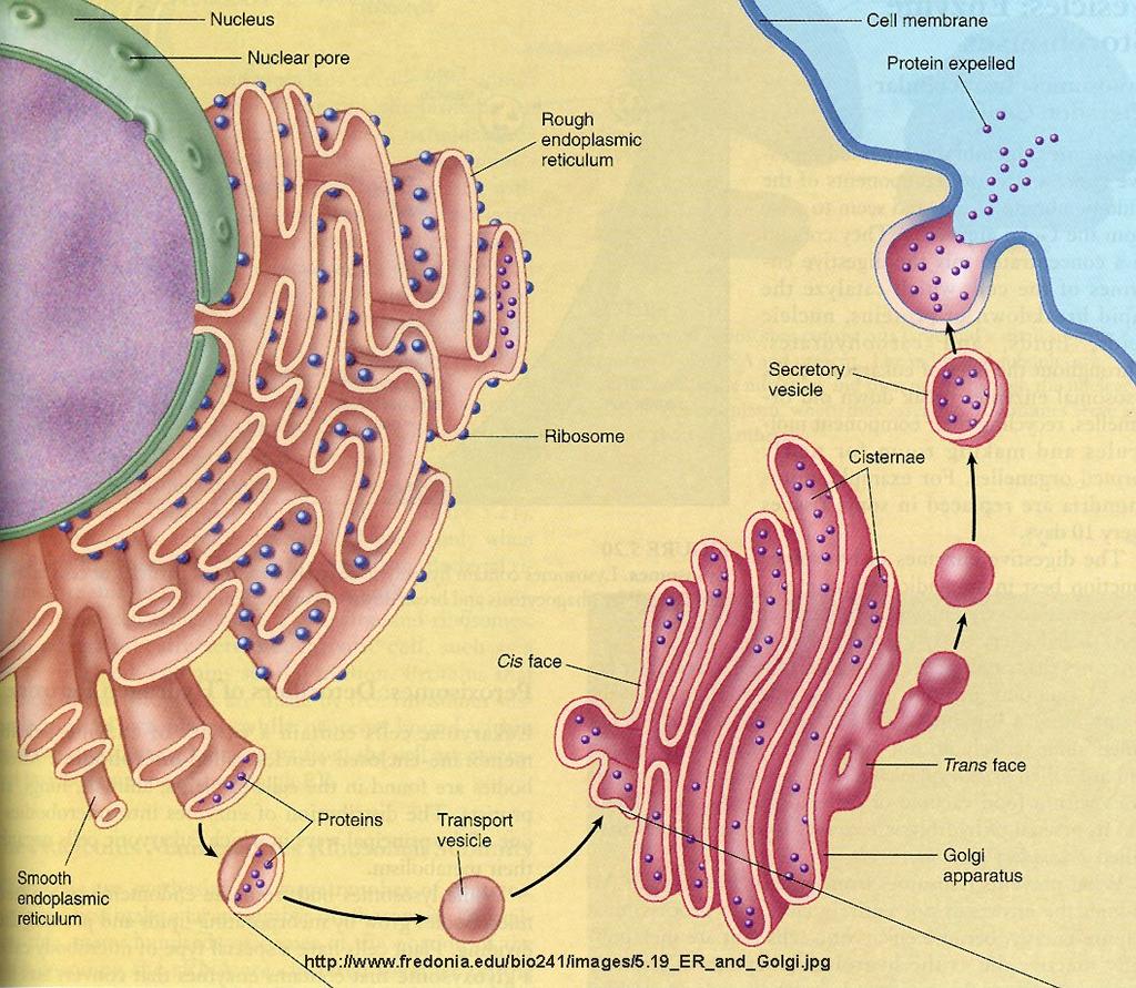 Golgi Apparatus Modifies, sorts, and packs proteins in sacs called vesicles Vesicles fuse