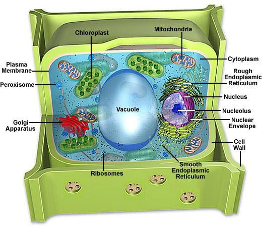 Vacuoles Temporary storage for materials in the cytoplasm Store, transport, or