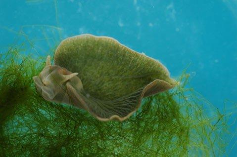 Photosynthetic Animals 2010 - found an animal that makes proteins essential for photosynthesis Elysia chlorotica sea slug that looks like a giant swimming leaf Stole