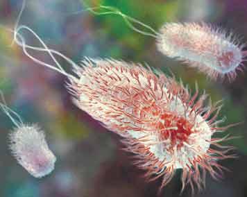 Cilia and Flagella Cilia- short, hair-like projections Move back and forth like oars on a rowboat Move substances along surface of the