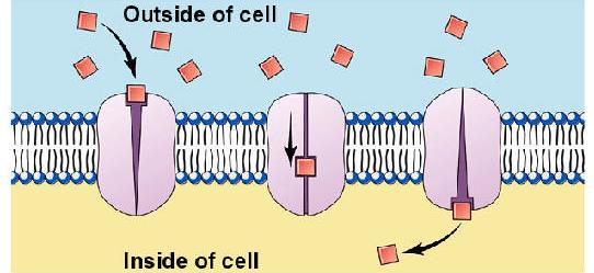 Facilitated Diffusion Some ions and molecules can t diffuse across the cell membrane