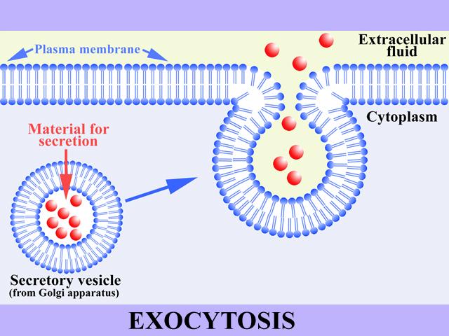 Exocytosis Exocytosis- moving