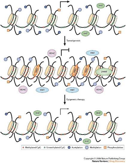Histone acetylation, Figure 1 Epigenetic gene gene expression silencing in cancer.