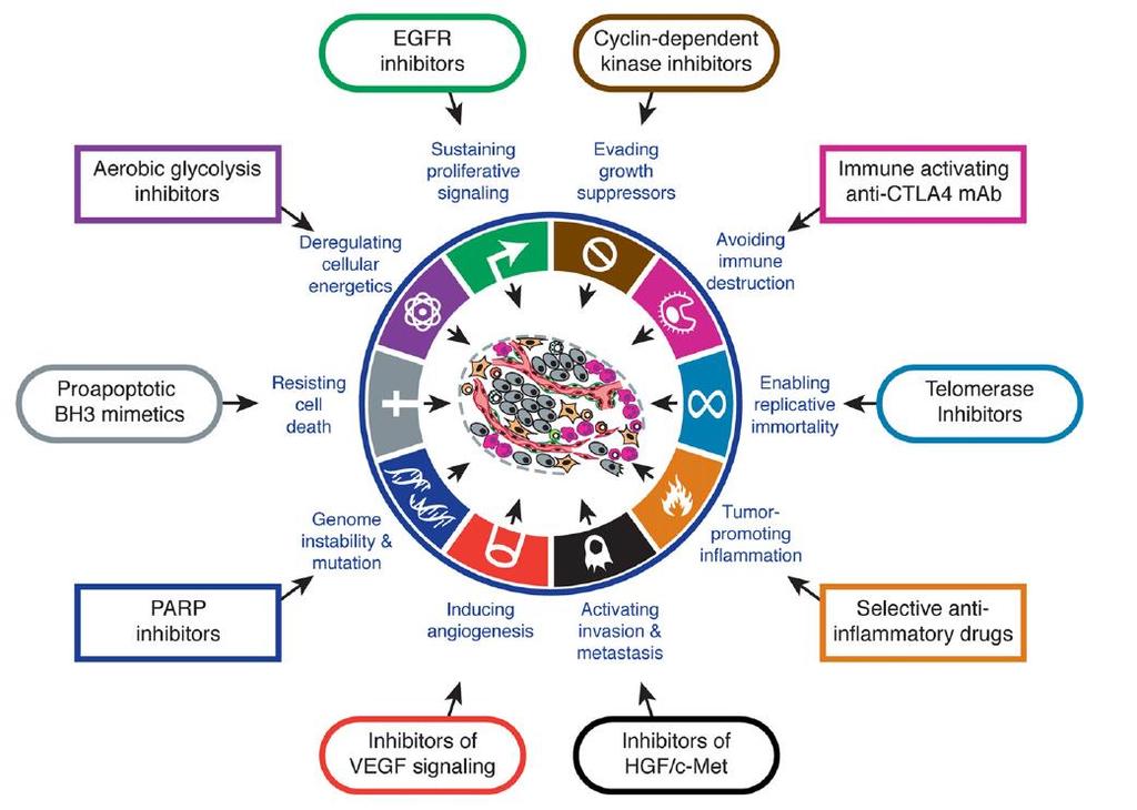 Therapeutic targeting of the hallmarks of cancer Douglas Hanahan and Robert A. Weinberg 65 From Epigenomics: Roadmap for regulation 518, 314 316 (19 February 2015) doi:10.