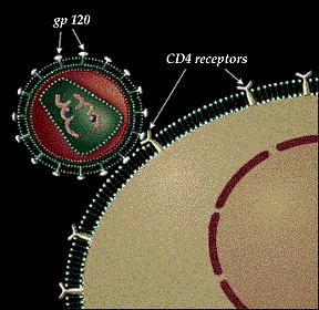 ATTACHMENT HIV binds to receptors on CD4 T-cell A