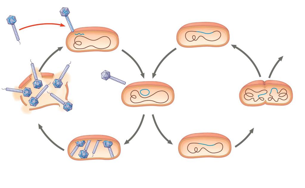 Figure 19.6 The lytic and lysogenic cycles of phage λ, a temperate phage Phage Phage DNA Tail fiber The phage injects its DNA. Bacterial chromosome Phage DNA circularizes.