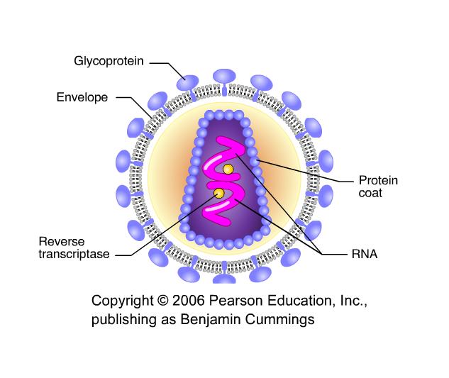 The viral DNA that is integrated into the host genome is called a provirus.