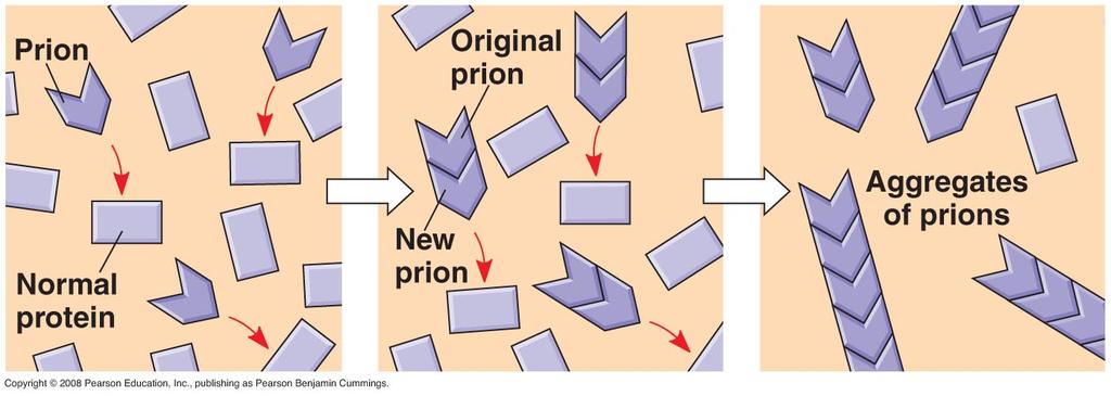 How can a protein be a transmissible pathogen? Fig. 19.11 How prions (probably) propagate: 1. Prions are just misfolded normal proteins. 2.