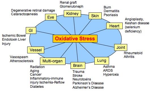 Reactive Oxygen Species (ROS) Are there situations where oxidative stress is of value?