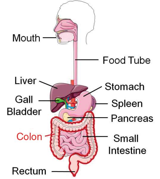 About Your Insides Your digestive system made up of your mouth, food tube, stomach, bowels, and other organs helps you