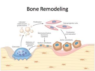 Biology Osteoporosis