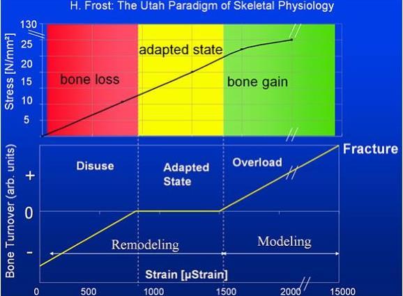 Interdependency of Bone and Muscle is Not a New Concept The mechanostat model of bone regulation was described in 1960 by Dr.
