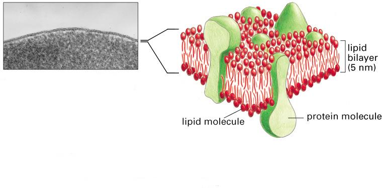 Cell Membranes electron micrograph outside of cell cytoplasm plasma membrane ~10 nm long (covalent bond ~ 0.