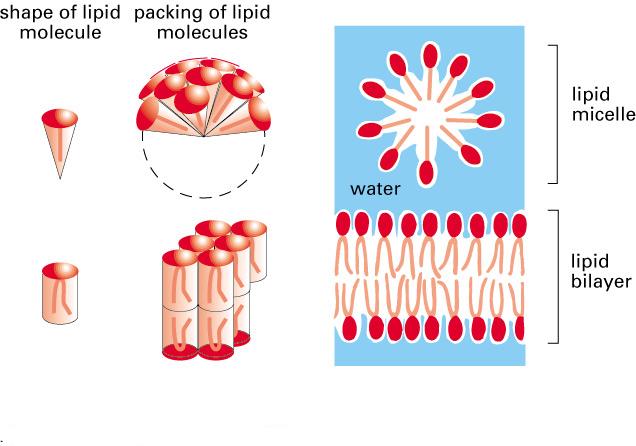 Packing of Lipids in Aqueous Solutions conical cylindrical The shapes and packing of lipids can influence the structures they form in water, or waterbased solutions (referred to as aqueous, or