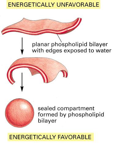 Spontaneous Closure to Form a Sealed Compartment A lipid bilayer has free edges in which the hydrophobic lipid tails are exposed to water.