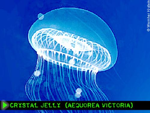 Green Fluorescent Protein (GFP) Fusions jellyfish nucleus fluorescent proteins CFP GFP YFP cell Studies of the movement of proteins within cells have been enabled by the development of fluorescent