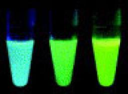 The green fluorescent protein (GFP), derived from the jellyfish Aequoria victoria, can assemble a fluorophore through modification of its constituent amino acids.