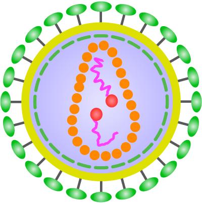 The Anatomy of HIV capsid HIV viral particle viral RNA molecule coated with structural protein membrane glycoproteins Let s begin by taking a look at part of the anatomy of the HIV viral particle.