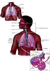 Anatomy & Physiology Provides basis for understanding assessment, treatment of illness/injury Respiratory system delivers O 2 to blood for body tissues 7 Anatomy & Physiology 8 Anatomy & Physiology
