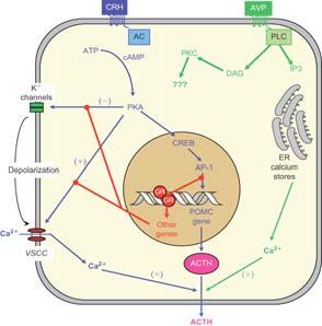 Mechanism of action of CRH Hormonal interactions that regulate ACTH secretion by pituitary corticotrope.