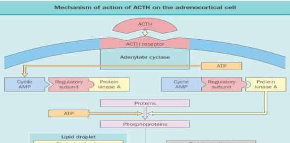 CRH = corticotrophin releasing hormone; AVP = arginine vasopressin; AC = adenylyl cyclase; PLC = phospholipase C; ATP = adenosine triphosphate; camp =