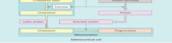 response element binding protein; R = endoplasmic reticulum; AP-1 = activator protein-1; GR = glucocorticoid receptor; POMC = proopiomelanocortin; VCC =